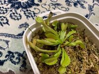 ハエトリソウについて質問です ハエトリソウの 冬の管理 Yahoo 知恵袋