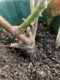 鉢植えのバラの土にカビの様な物が生えています そのせいかバラの枝に Yahoo 知恵袋