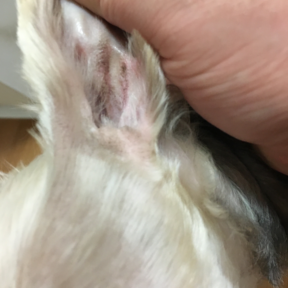犬の耳に黒いシミがあります これは何でしょうか わかる方よろしくお願い Yahoo 知恵袋