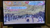 めざましテレビで昭和記念公園のイチョウの紅葉が特集されていたんですが、こちらは昭和記念公園のどのあたりなんでしょうか。
昭和記念公園に行きましたらこのような場所が見つかりませんでした。 知ってる方がいましたら教えてください。