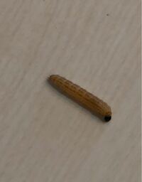 このイモムシが部屋を歩いていたのですが、何の虫かわかりますか？ 1匹発見、全長1センチくらいの虫です。