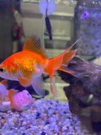 金魚の尾が切れているみたいですが治るのでしょうか 治りますよ Yahoo 知恵袋