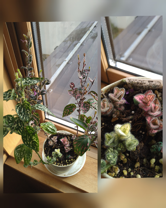 ダイソーで五月にヒポエステスを購入しました 大切に育てていたのです Yahoo 知恵袋