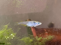 メダカのお腹に黒い点が 病気でしょうか 白金みゆきメダカのお腹に1mm程の Yahoo 知恵袋