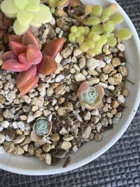 子持ち蓮華が添付写真のようになっています 以前までは花が咲いたよ Yahoo 知恵袋