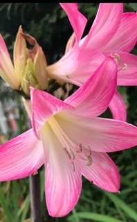 写真の花の名前がわかりません 百合の種類だと思うのですが 調 Yahoo 知恵袋
