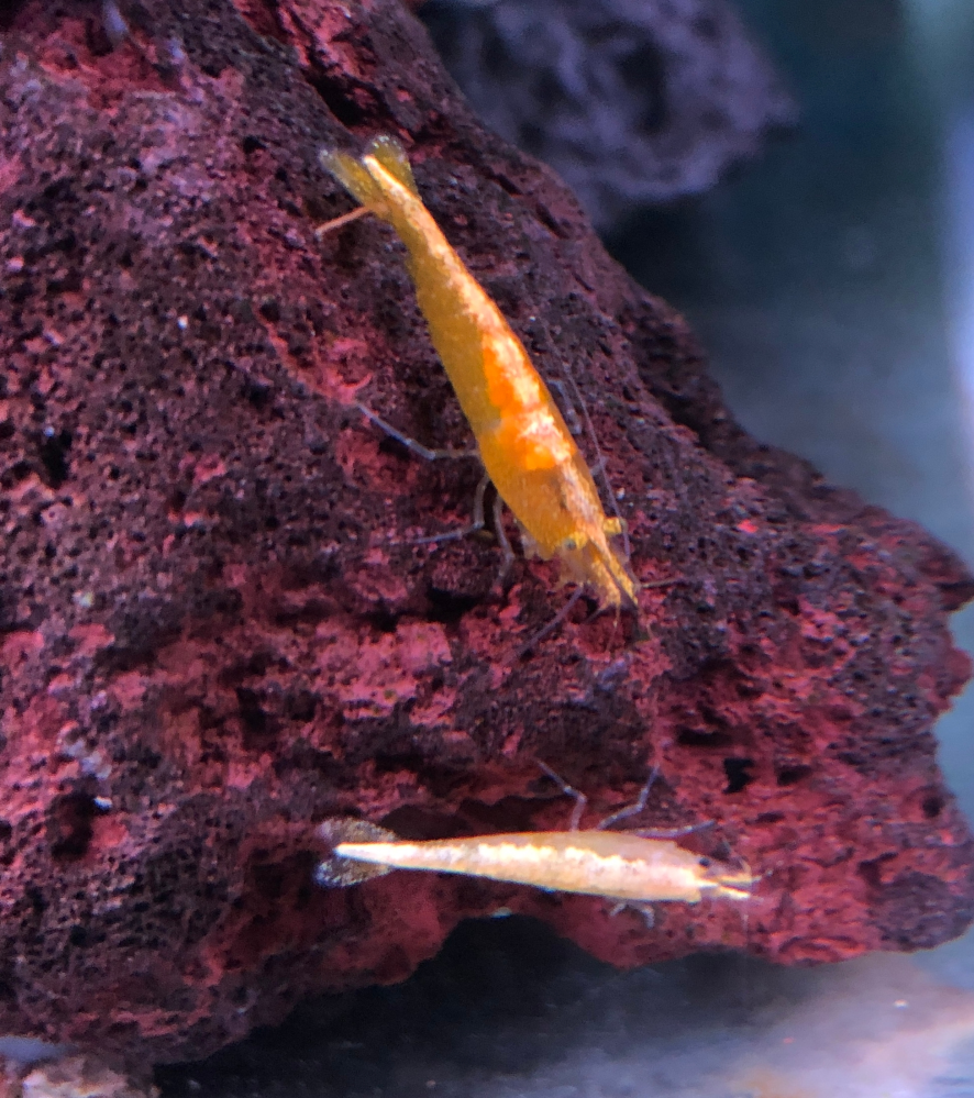 こんにちは 私はカワヨシノボリ オス2匹メス1匹 を飼っています 先日捕まえて Yahoo 知恵袋