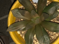 緊急です 数日前に植え替えたハオルチアが 元気がなくなってし Yahoo 知恵袋