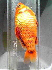 ５年前に金魚すくいで取った金魚 ４匹 を60cm水槽で飼って Yahoo 知恵袋