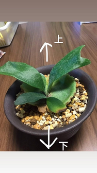 どなたか、お願いします！アジアン風 上下セット