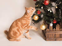 クリスマスは ペットも一緒にお祝いしますか？ 