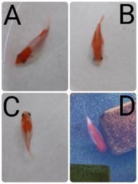 金魚に詳しい方や飼っている方に回答していただきたいのですが 自家産金魚 Yahoo 知恵袋