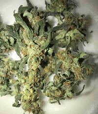 大麻 タバコについて大麻とタバコの違いについて教えて下さい先日 友人の部 Yahoo 知恵袋