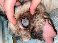 犬の目がほとんど開かず このように白くなるのは病気でしょうか 原因や対 Yahoo 知恵袋