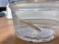 この魚何かわかりますか 用水路付近にいました わかりにくくてすみ Yahoo 知恵袋