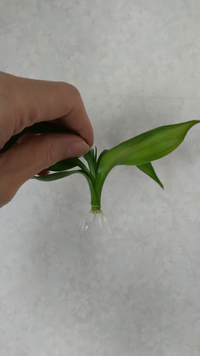 ミリオンバンブーの茎をカットして水につけて根が出てきました。およそどのぐらいまで芽が伸びたらハイドロカルチャーに植え替えをしてもいいのでしょうかご教示ください。 