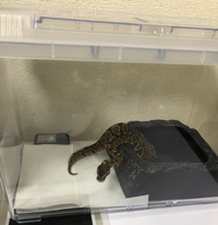 今日ボールパイソンをお迎えしたのですがこんな感じのケースでいいのでしょ Yahoo 知恵袋