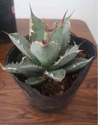 花の苗で 入荷したばかりの新鮮な苗を買うには 何曜日に店に行 Yahoo 知恵袋