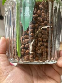 観葉植物に関してです ハイドロカルチャーで 根にケバケバがあるこ Yahoo 知恵袋