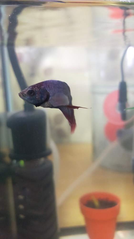 ベタ水槽の水替え時にバクテリアは必要でしょうか 水槽を立ち Yahoo 知恵袋