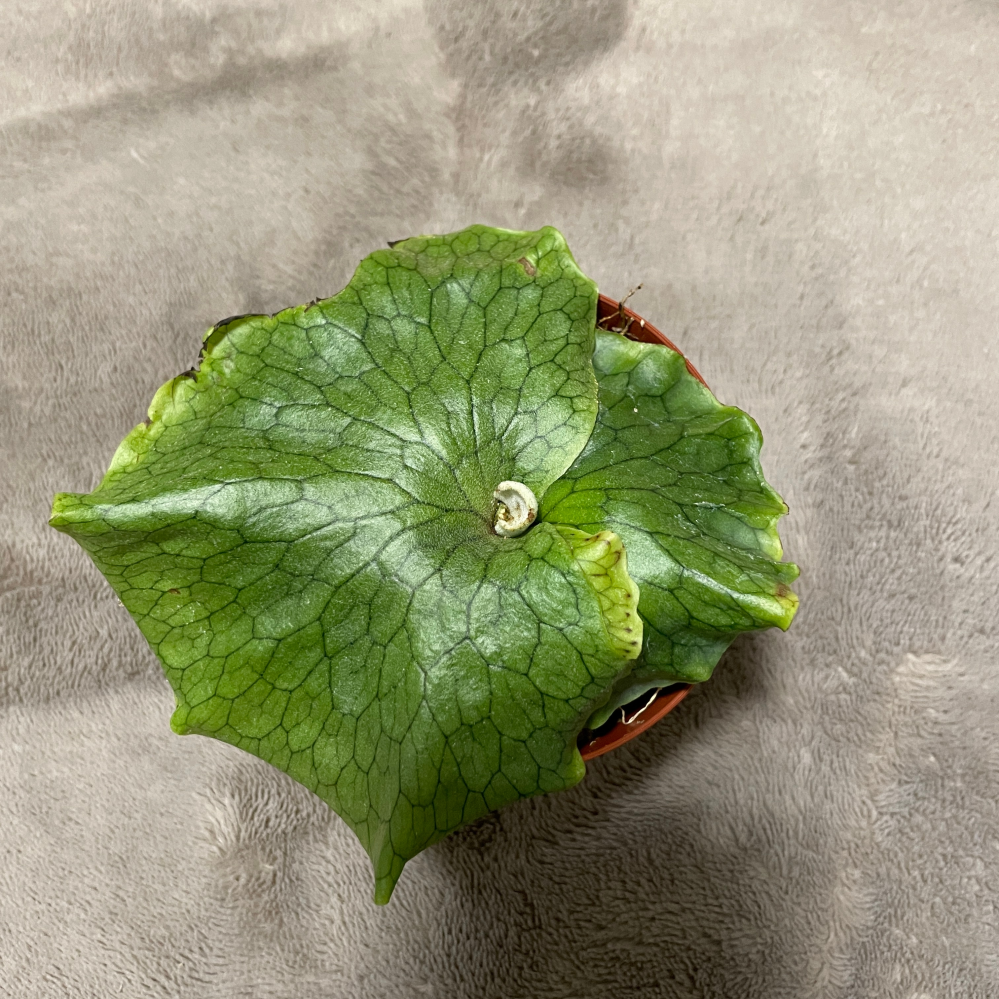 ビカクシダグランデの幼苗です 板付けをしたいのですが 上下がよくわから Yahoo 知恵袋