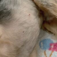 小型犬の雄犬2歳の乳首なのですが、黒い点が取れたみたいなのですが、大丈夫なのかな？？ 痛がったりはしていません。