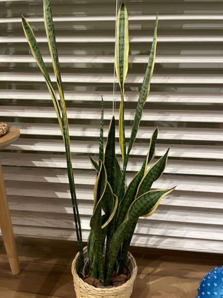 サンスベリアが写真のように細長く高く伸びています このように Yahoo 知恵袋