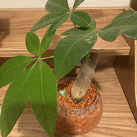 このパキラは根腐れをしてるのでしょうか 幹の部分が黒いことに Yahoo 知恵袋