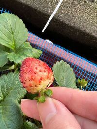 ワイルドストロベリーって生でも食べられるんですか 実はイチ Yahoo 知恵袋