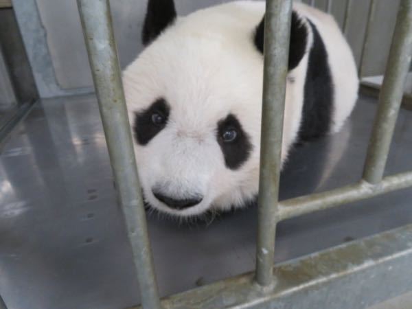 パンダは笹と竹しか食べないんですか 本来は肉食動物 生 Yahoo 知恵袋