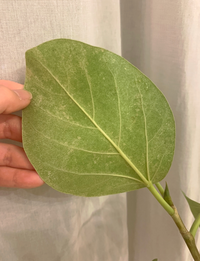 観葉植物についてです 先月初めて観葉植物を購入したのですが Yahoo 知恵袋