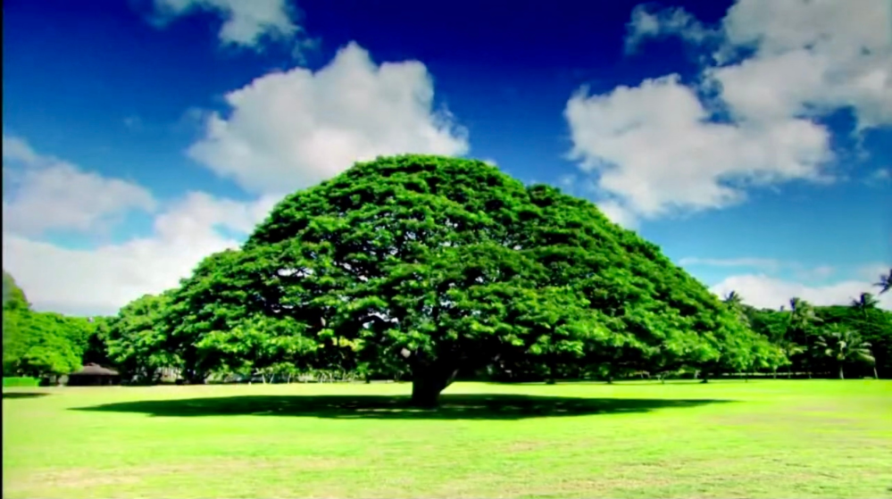 そう言えば、この木って 一般人が普通に観光できるのですか？ この〜木なんの木？不思議な木〜