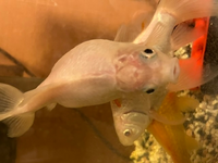 金魚がここ2日程くの字に曲がって沈んでいます 沈んだままあまり動 Yahoo 知恵袋