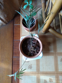 テーブルヤシ 枯れてますかね また 復活する Yahoo 知恵袋