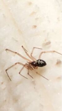 昨日バナナを剥いたら中から出てきたのですがこの蜘蛛は何という種類ですか Yahoo 知恵袋