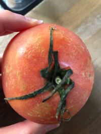 トマトに白い点々が無数にあります カビですか 食べられません Yahoo 知恵袋