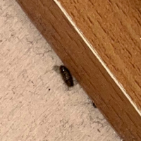 これはゴキブリの赤ちゃんでしょうか 昨夜見つけ この棚の下に入って行き Yahoo 知恵袋