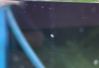 メダカをめだか本舗 めだかの館などの専門店から通販での購入を Yahoo 知恵袋