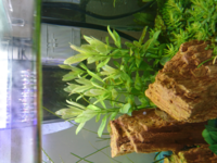 この水草の種類を知りたいのですが どなたかわかりますでしょうか Yahoo 知恵袋