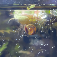 水槽内に画像のようなスネール が繁殖してしまい困っています こ Yahoo 知恵袋