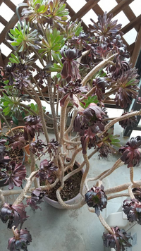 黒法師について 近所の人に小さな苗でいただいて ５年ほど大切に育て Yahoo 知恵袋