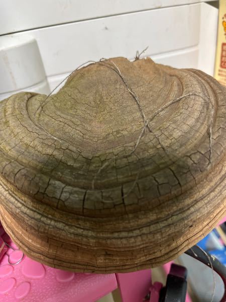 サルノコシカケ - 木から栄養をとるので、木から取ったら大き