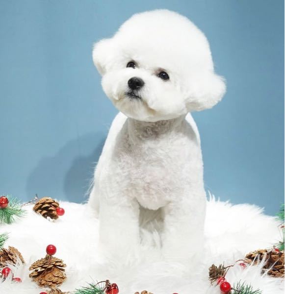 これってトイプードルですか？ 韓国の犬って今ほぼこの犬種このカットこの毛色ですが。
