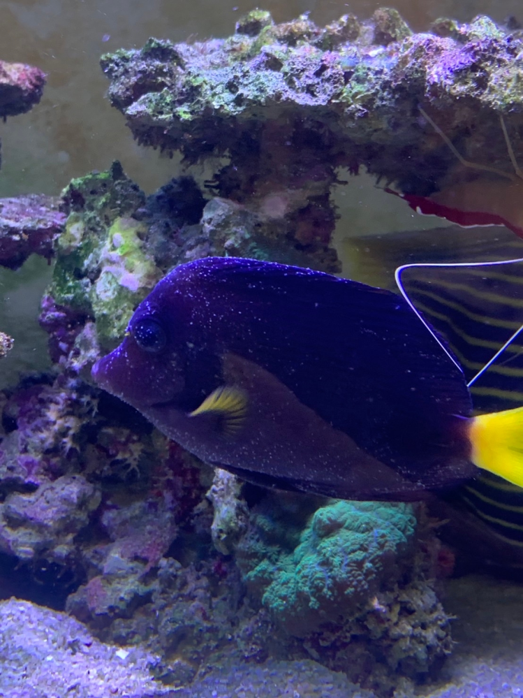 これはただの白点病でしょうか 淡水浴 3回 オキシドール添加 薬浴し Yahoo 知恵袋