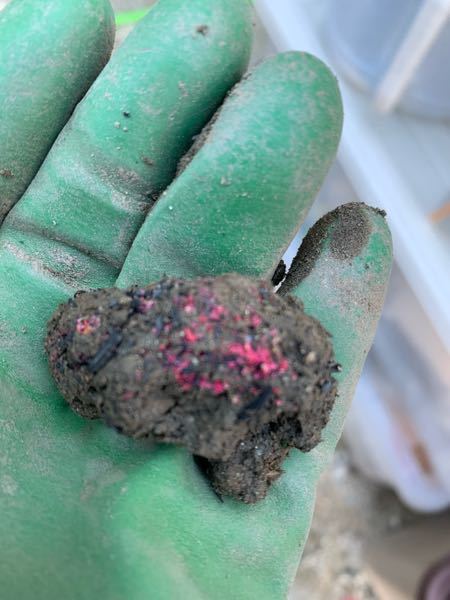 家庭菜園初心者です 土を耕していたら こんなショッキングピンクのものが ところどころで発見されました これってなんでしょうか？ 何かの菌ですか
