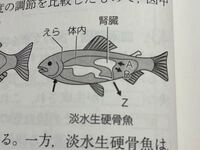 淡水と海水を両方生きられる魚はいますか 淡水と海水を両方生きることが Yahoo 知恵袋