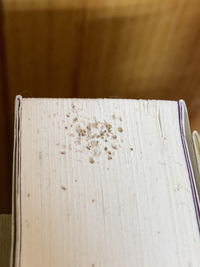 これは虫の糞ですか 卵ですか チャタテムシの様にも見えますし 違 Yahoo 知恵袋