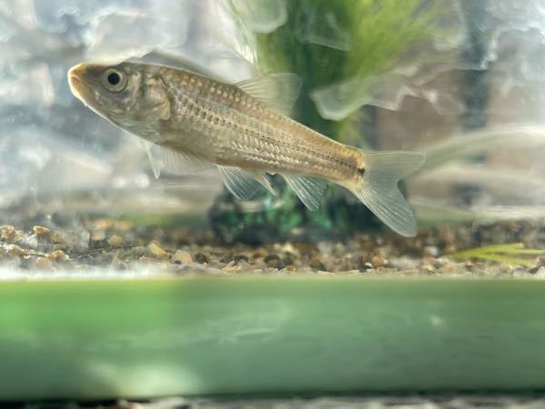 この魚は何という魚ですか 田んぼの側溝でドジョウ メダカと一緒に Yahoo 知恵袋