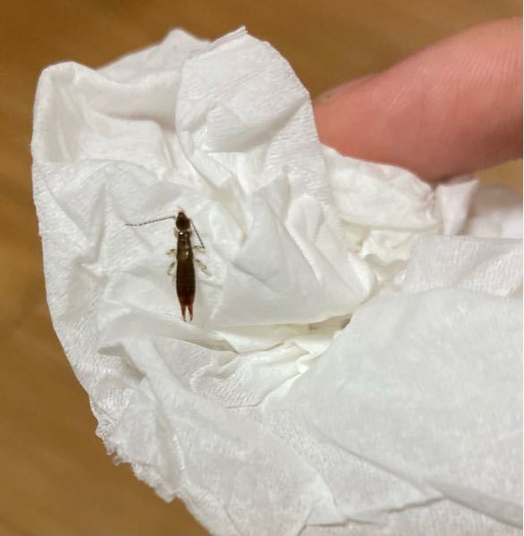 この虫はなんという名の虫ですか よく家の中にでてきます、小さく長細いです。