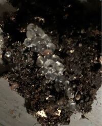 ベランダに丸くて黄色いゼリー状の物体が落ちてたんですけど なんかの虫の Yahoo 知恵袋